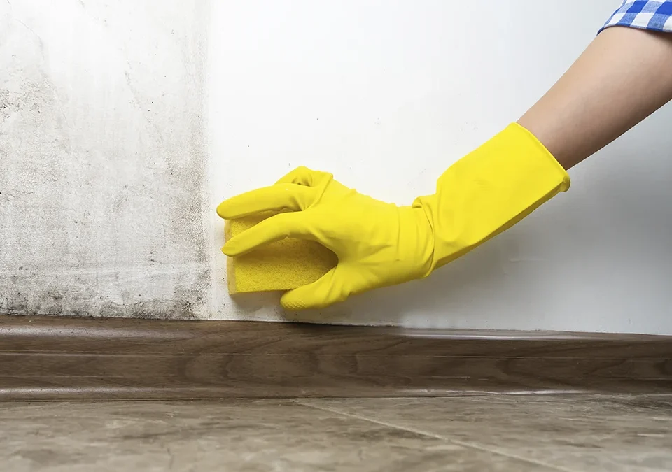 Liberty Claims | Is mold damage reversible? Top tips if you are in Florida