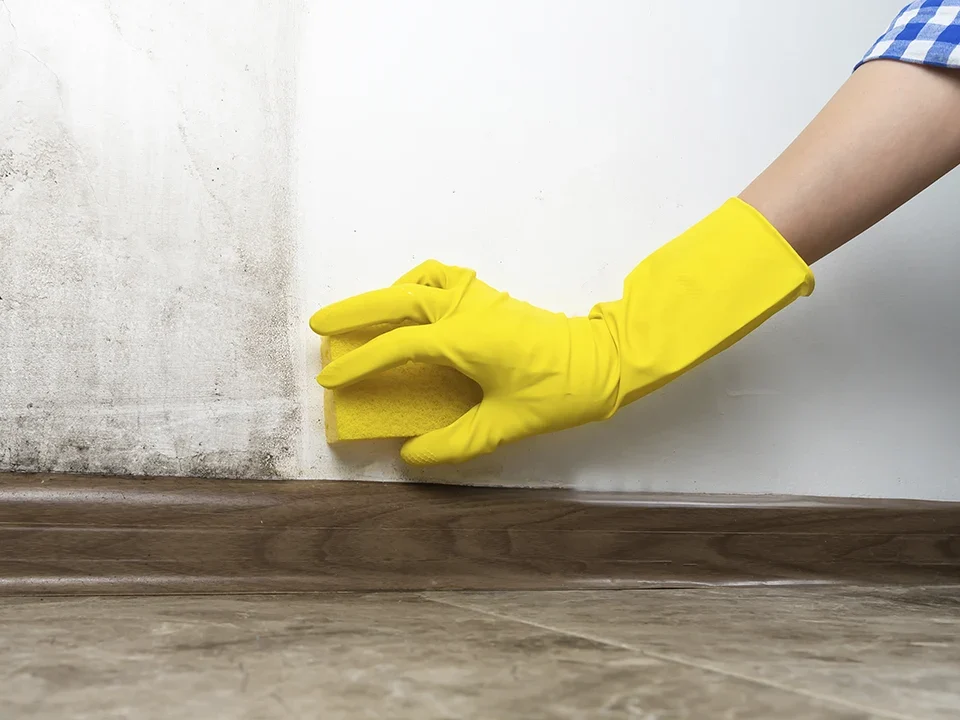 Liberty Claims | Is mold damage reversible? Top tips if you are in Florida